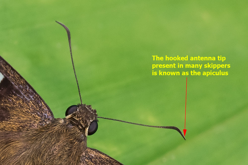 Butterflies of Singapore Butterfly Anatomy Part 4