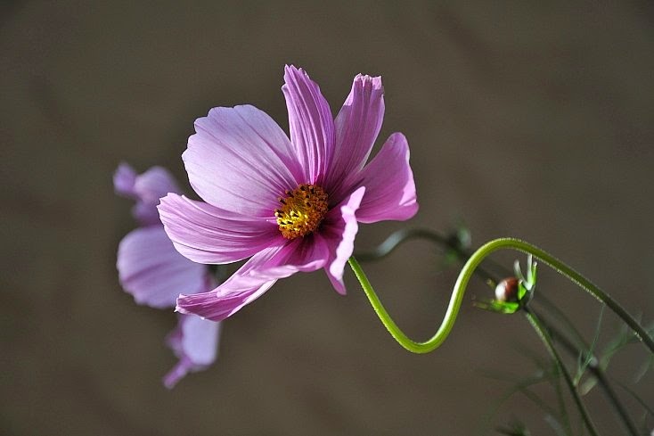 Image result for ‫صور تصوير الزهور Flowers Photography‬‎