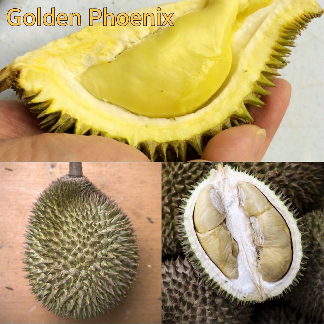 11 Jenis Durian Popular dan Laris Di Malaysia