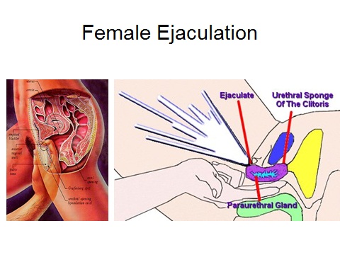 Here's What Really Separates Squirting From Female Ejaculation 15.