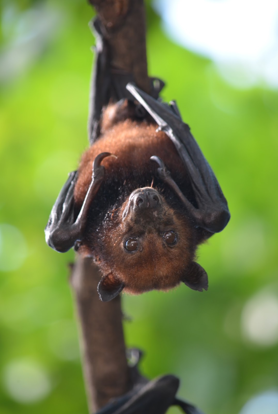 Lesser Shortnosed Fruit Bat Fullbody mount Cynopterus Catawiki