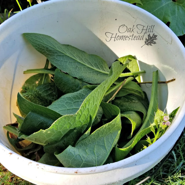 How to Make Comfrey Tea for Your Garden Oak Hill Homestead