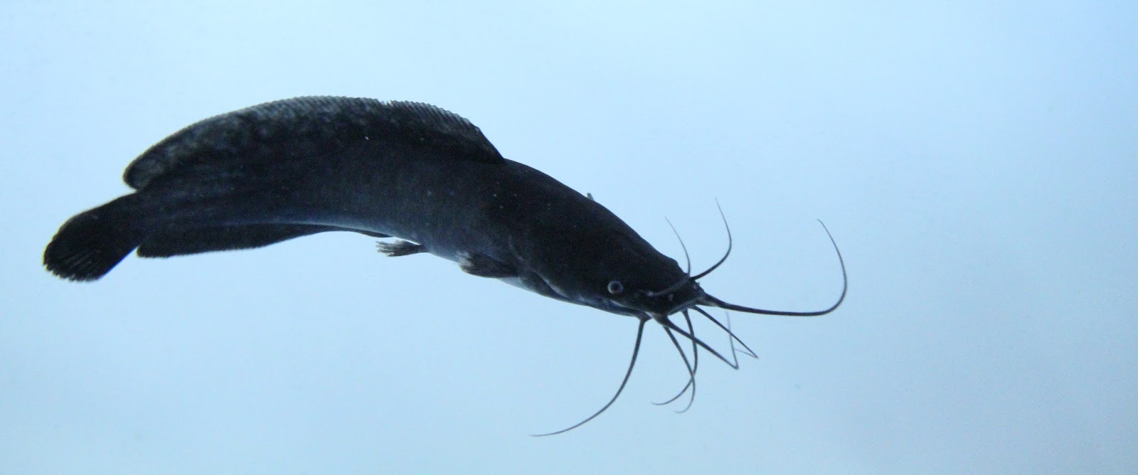The Aquaculturists 24/04/2017 Catfish feed for Africa