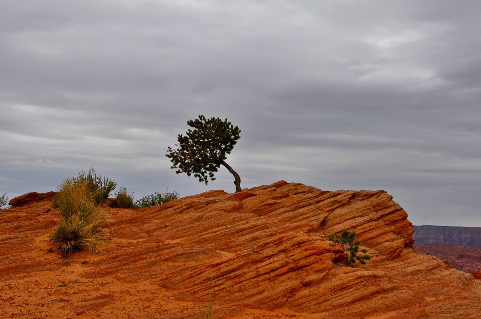 Scottsdale Daily Photo Photo Windswept tree