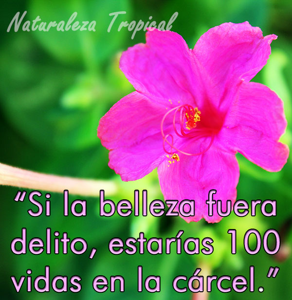 Si la belleza fuera delito, estarías 100 vidas en la cárcel.