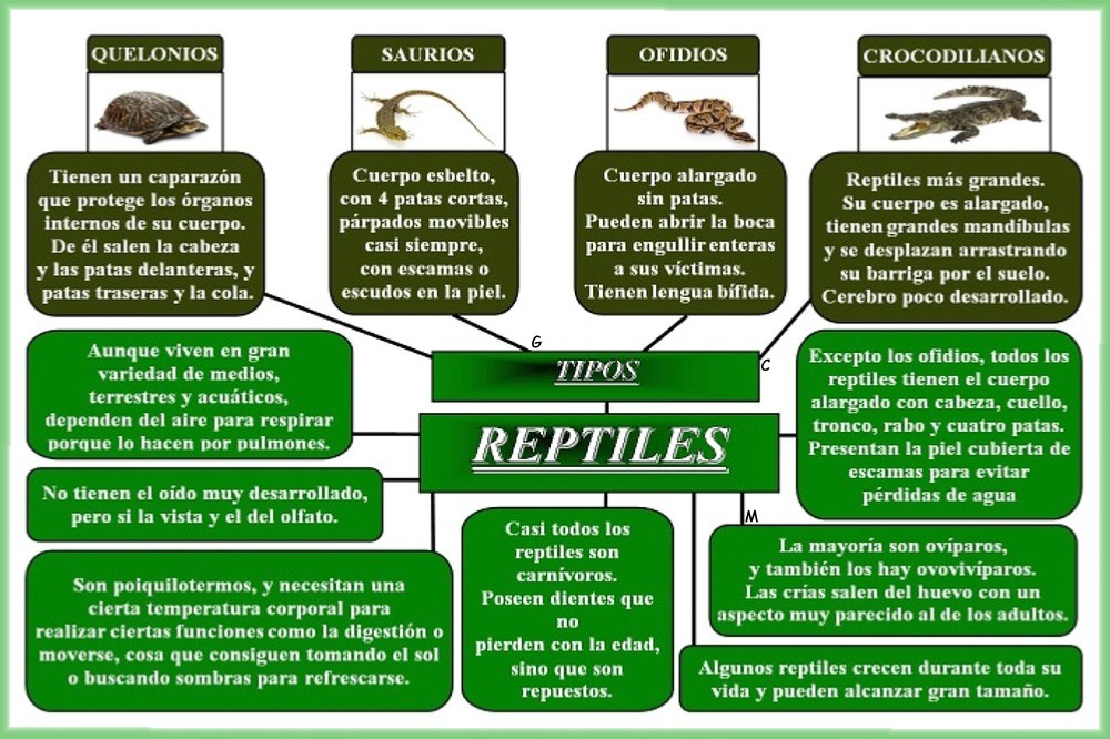 Esquemas Galledor: Los Reptiles
