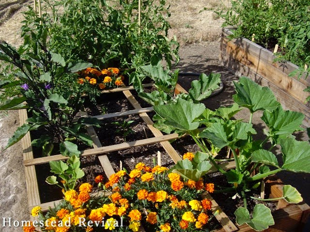 Homestead Revival Square Foot Gardening Vs French Intensive - Square Foot Gardening Spacing Marigold