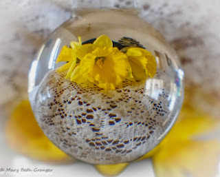 yellow daffodil through lensball photo by mbgphoto