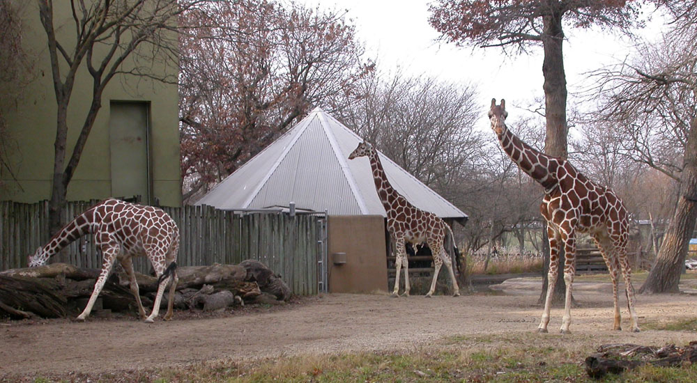 moonsilk stitches Thanksgiving at the Zoo