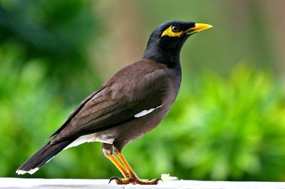 12 Perbedaan Ciri Ciri Jalak Nias Jantan Dan Betina Paling Akurat