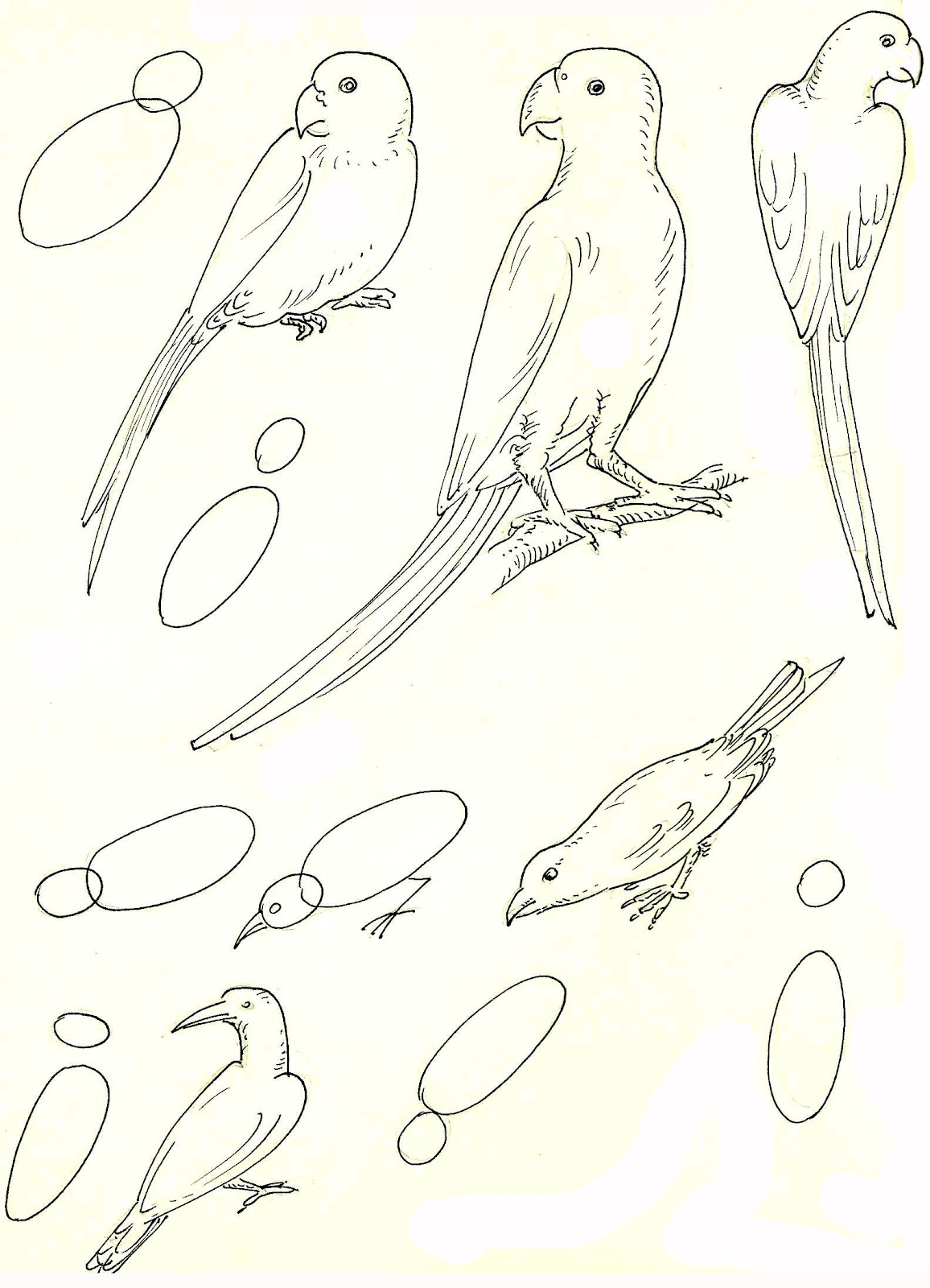 studentsdrawing: BIRDS,OUTLINE DRAWING