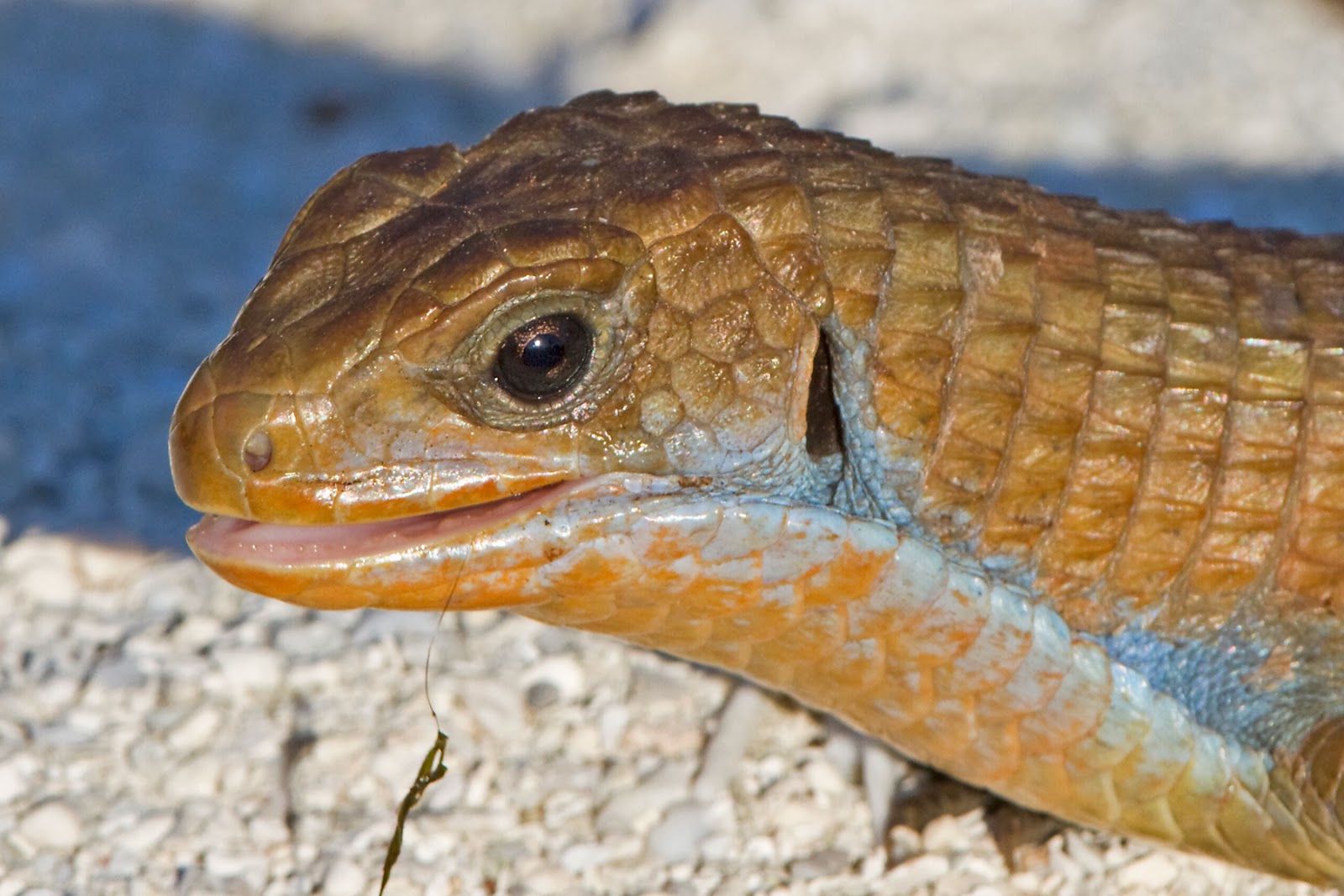 Tanzania & Zanzibar Lizard, Zanzibar