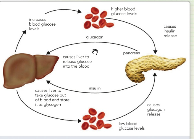 what is lipodystrophy #11