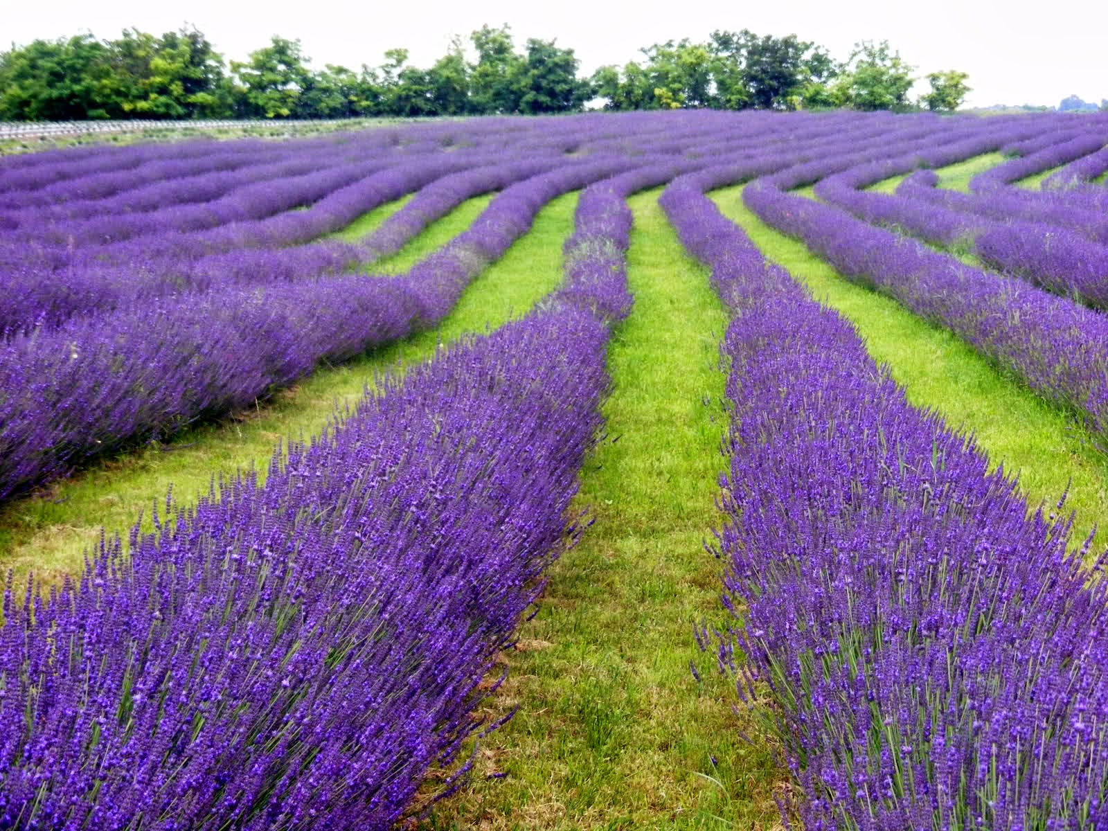 Aprendendo Croata LAVANDA