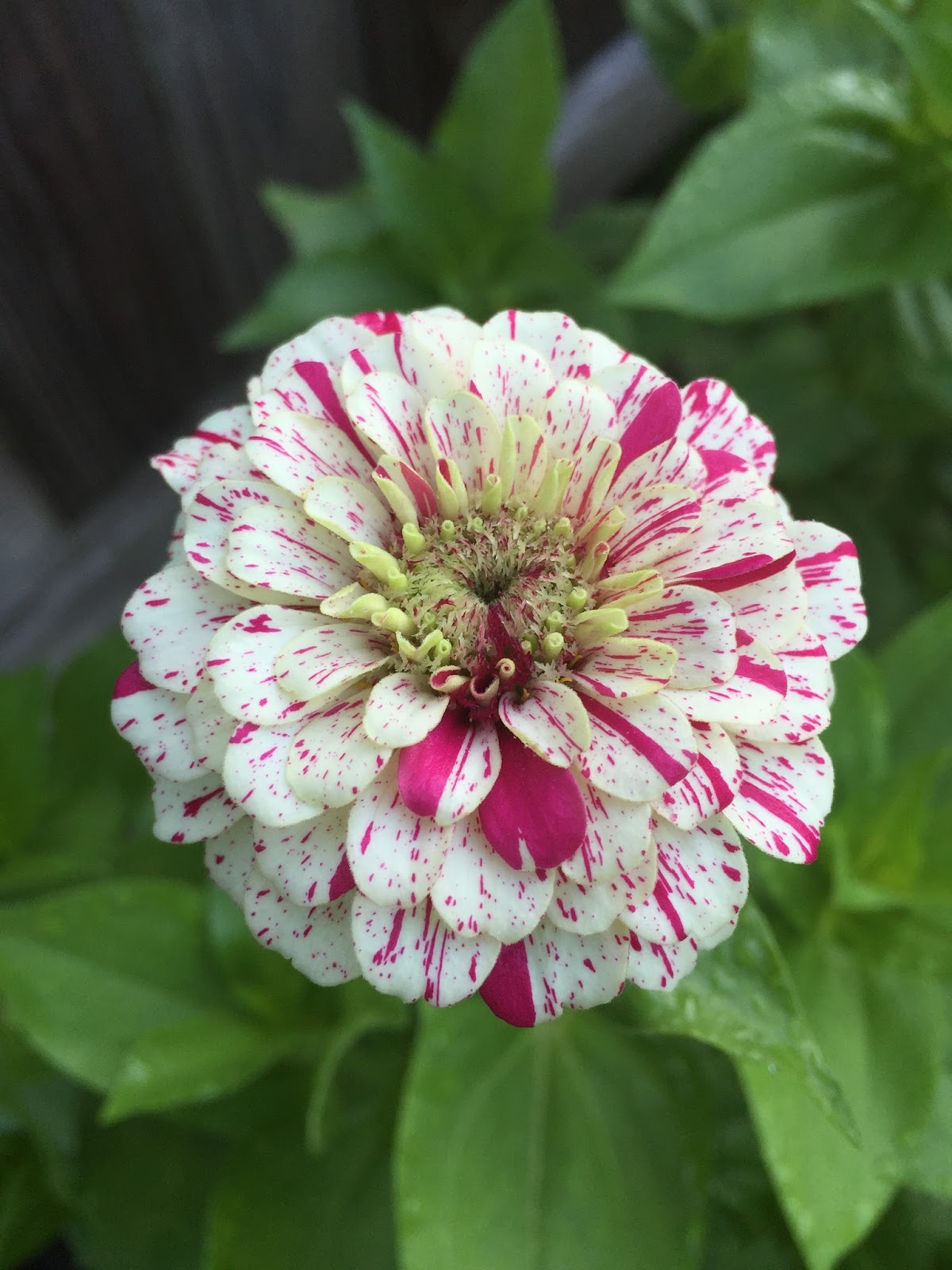 The Summer of Zinnias