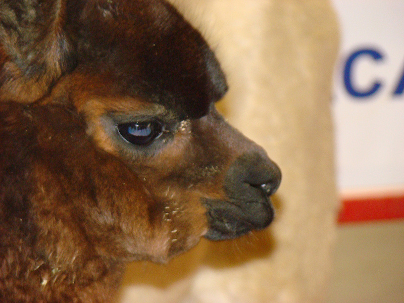 PetPourri The Great Iowa Pet Expo A Review