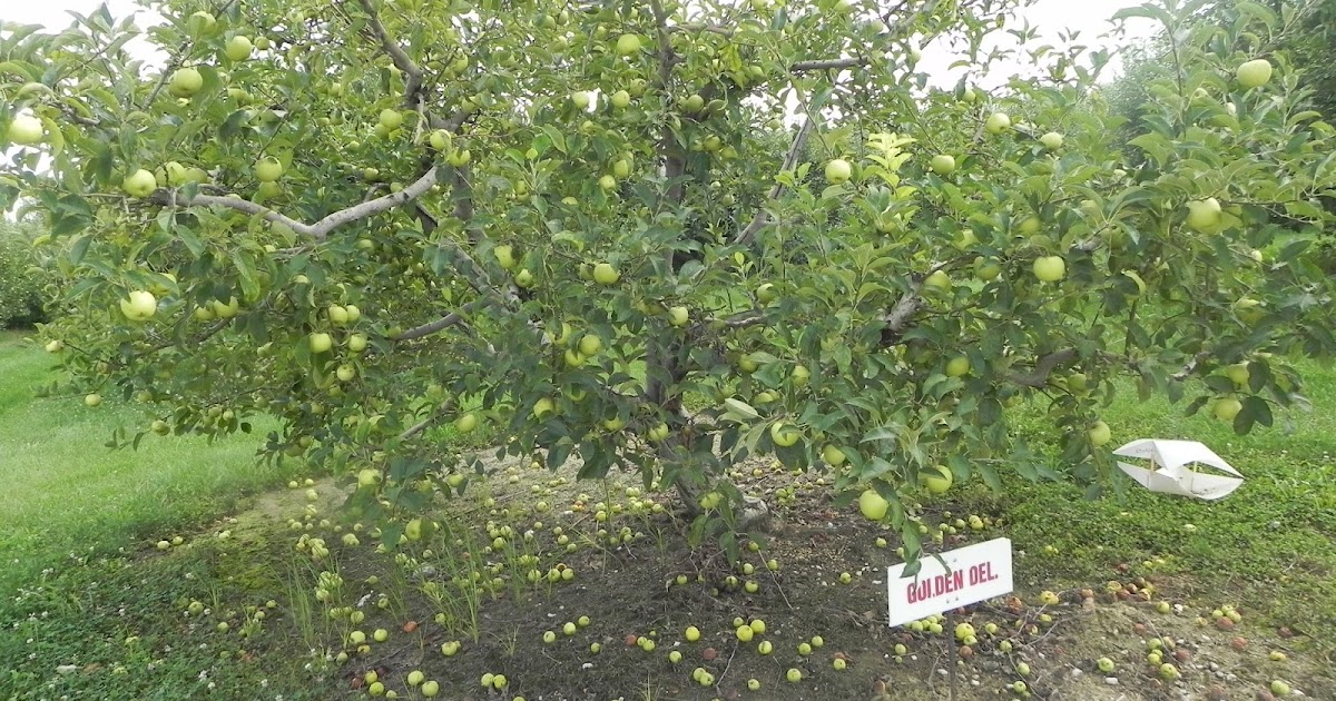 Orchard Wanderings Whimsy Words of Wisdom