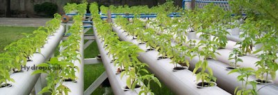 Bercocok Tanam Sayuran Hidroponik