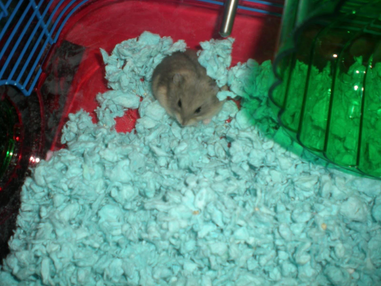 Third Grade Love Pets in the Classroom Grant