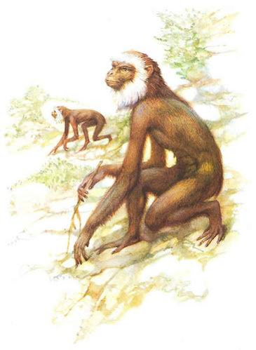 primates extintos en europa Pliopithecus