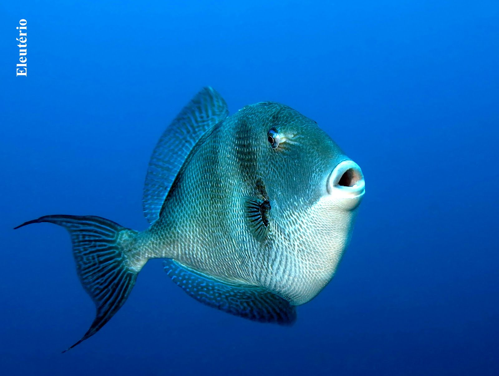Peixe porco fotogénico