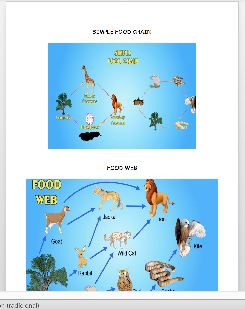 Carnivore food chain