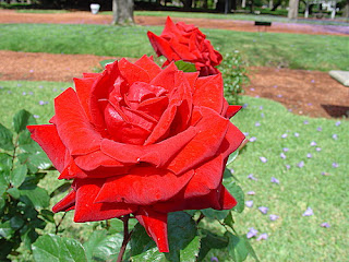 rosas rosedal 715066
