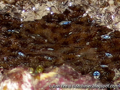 Coral Barnalces (Pyrgomatidae, Megabalanidae or Balanidae)