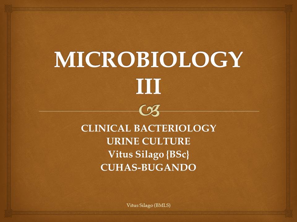 Commensal Flora Present Urine Culture