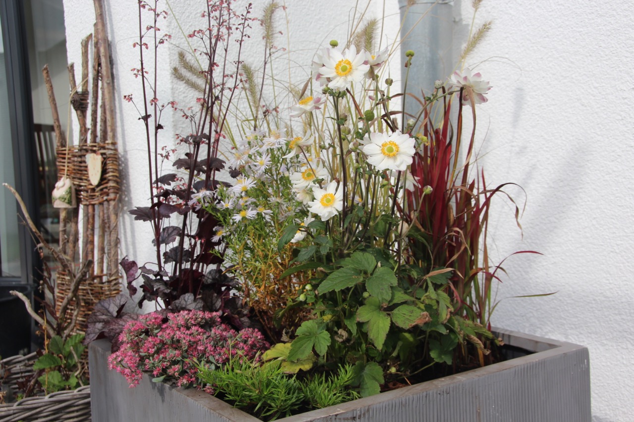Insektenfreundliche Herbstbepflanzung im Kübel Bergblumengarten