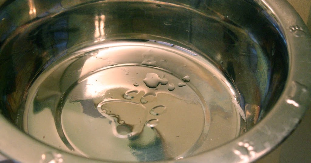 giardia in water bowl