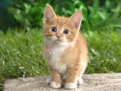cat desktop wallpapers cats kitten backgrounds kitty kittens kawaii orange adorable sponsored feline nature