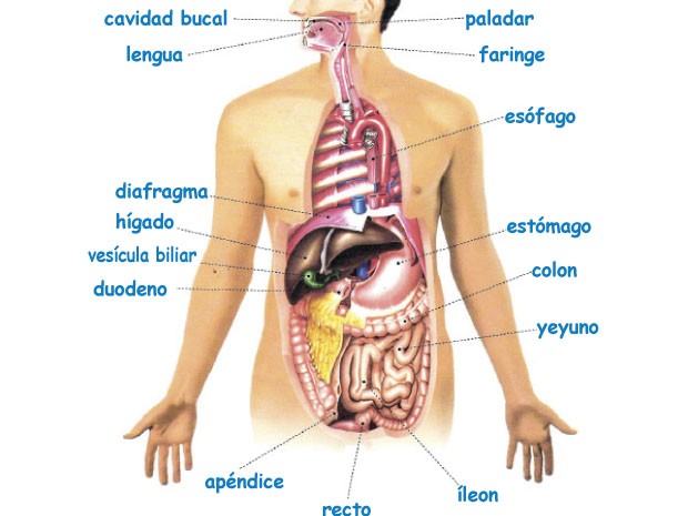 sistema del cuerpo humano