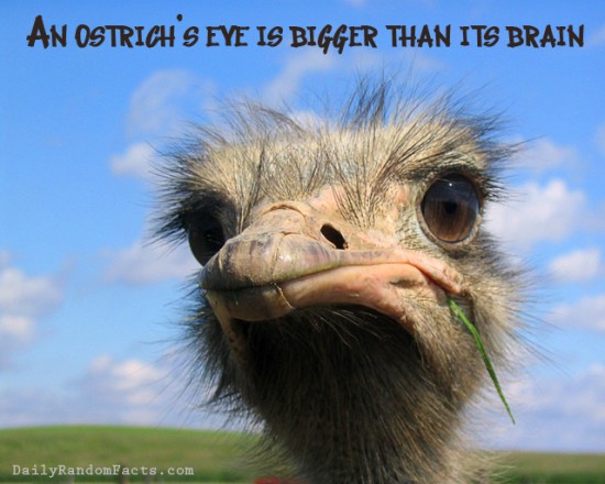 animal facts, facts about animals, interesting animal facts, ostriches fact