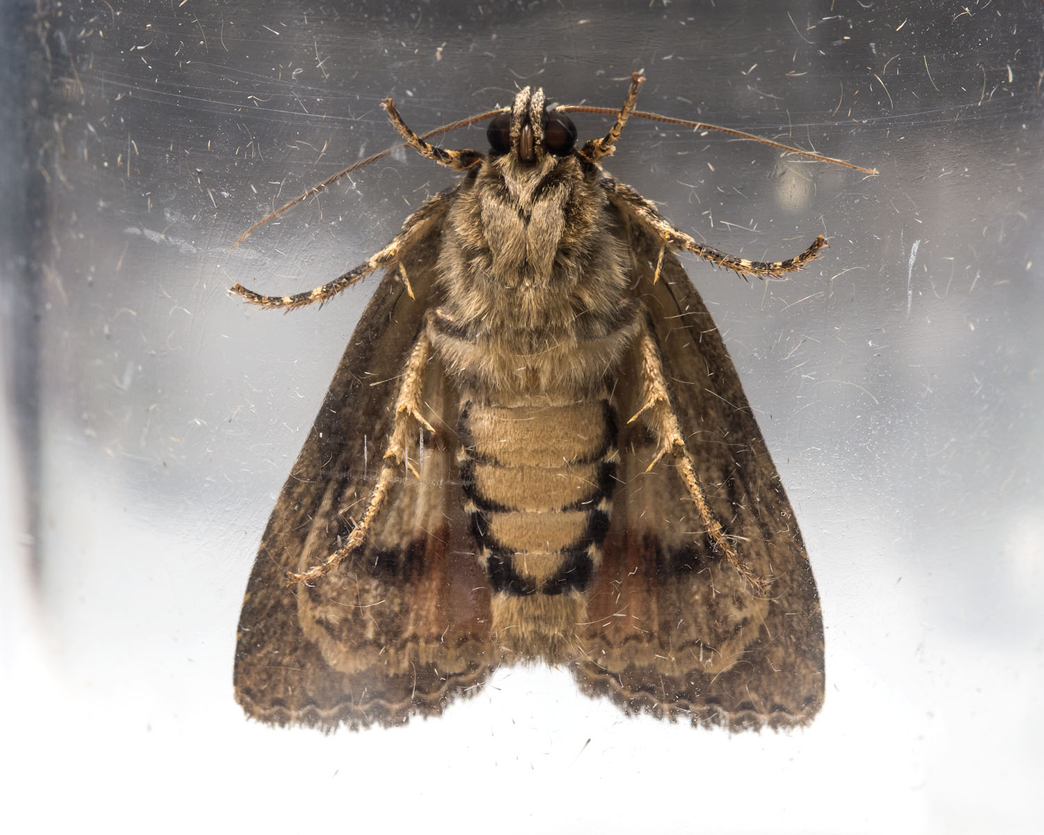 Moth Recording Group Copper Underwing query