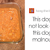 Woman Shares Pictures Of Her Labrador's Vegan Dinner And Gets An Epic Reply From A Veterinarian