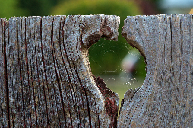Wisdom of Life.: The knothole.........................
