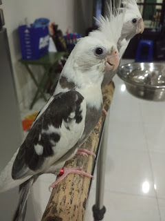 Burung Paruh Bengkok Falk Cockatiel Trust Joy