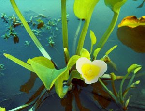 Daun Bertulang Melengkung.