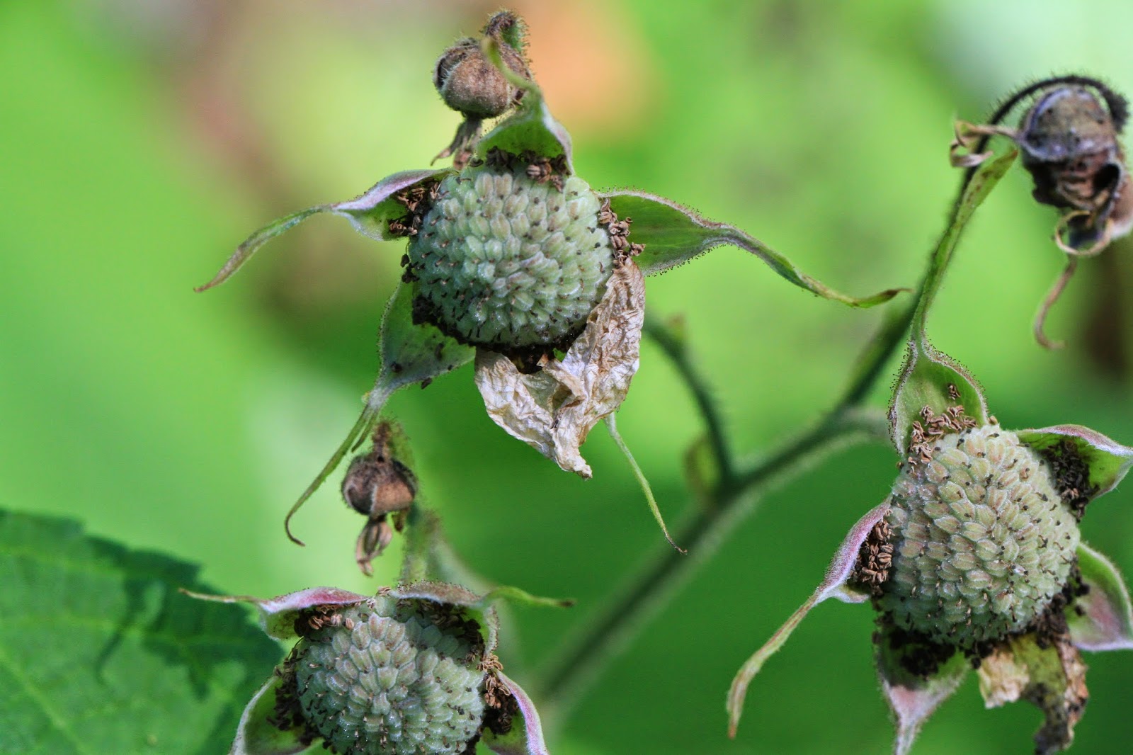  Rubus parviflorus (Thimbleberry) Immature Fruit