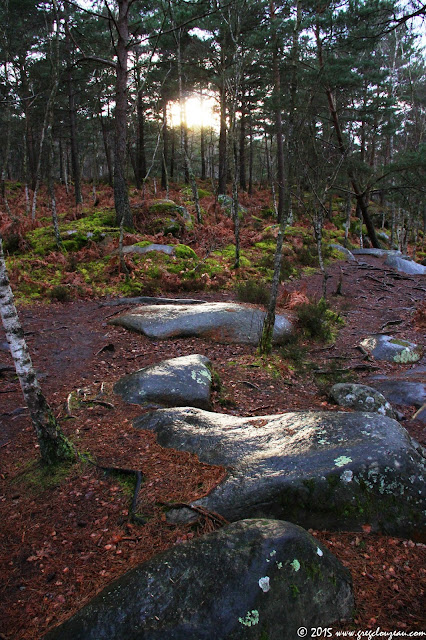 Platière des Gorges d'Apremont après la pluie, Forêt de Fontainebleau, Barbizon, (C) 2015 Greg Clouzeau