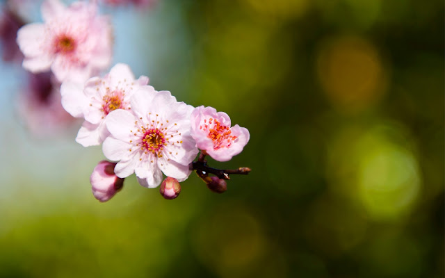 Flores de Sakura Rosadas Imagenes de Flores en HD