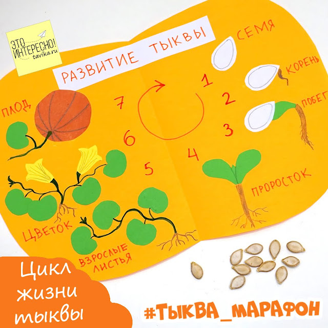 Жизненный цикл растений на примере тыквы