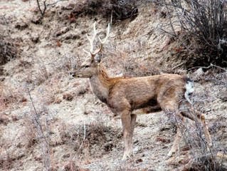 Sika deer