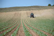 Harrowing sunflowers