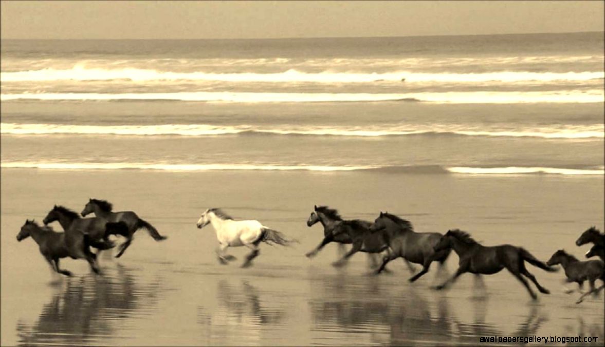 Wild Horses Galloping
