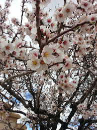 Blooming apricot tree ...