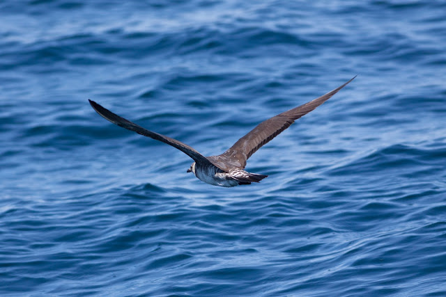 Long-tailed Skua, Scilly