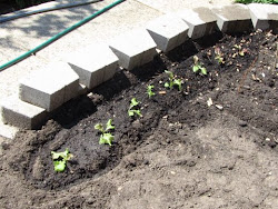 mini lettuce frugal gardener closing greenhouse transplants