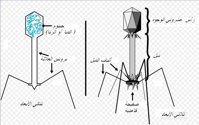 تتكون المحفظة في الفيروس من مادة